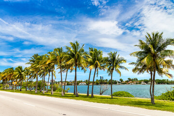 Palm trees in Miami Beach