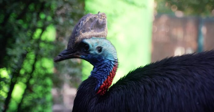 1 large cassowary name Casuarius casuarius with a large bony outgrowth on the head with a blue head