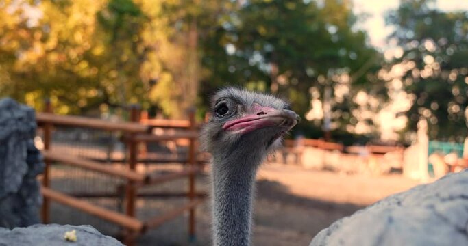1 ostrich head up close in natural habitat