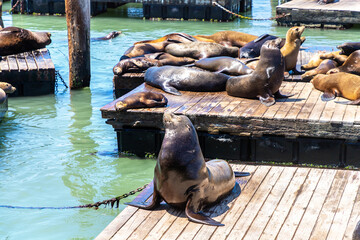 Sea lions at Pier 39 in San Francisco