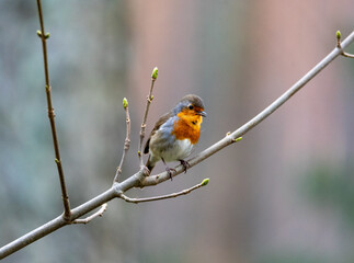 robin on branch
