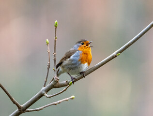 robin on a branch