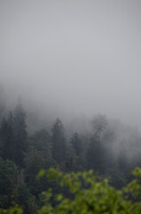 Wald in Nebel bei Regen