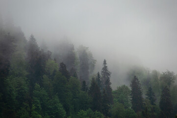 Wald in Nebel bei Regen