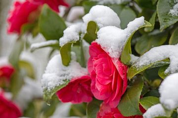 a red blossom covered with snow