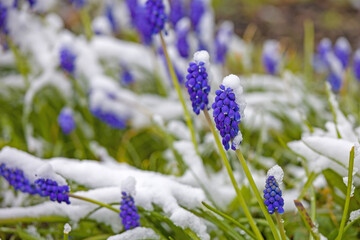 blue muscari blossom covered with snow