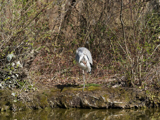 (Ardea cinerea) Am Rande eines Wesens reinigt sich ein Graureiher 