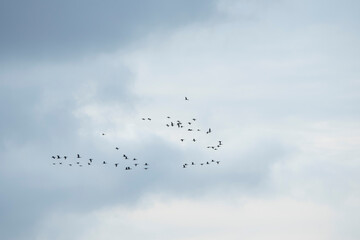ptaki kormorany na niebieskim niebie