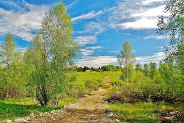 path in the forest