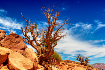 Old dead tree at Grand Canyon