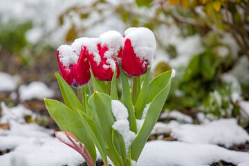 red tulips covered with snow in a garden