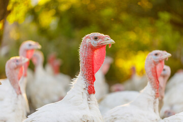 turkeys roam freely on a free range farm on green grass, farming concept 