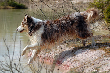 Red Merle Australian Shepherd springt ins Wasser