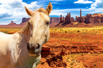 Horse at Monument Valley, Arizona, USA
