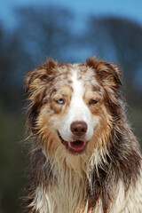 Portrait von einem red-merle Australian Shepherd