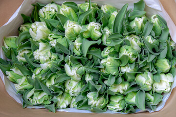 Selective focus of white green bouquet flower warped with brown paper, Tulips form a genus of...