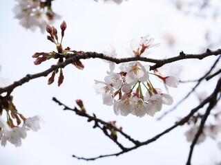 桜
