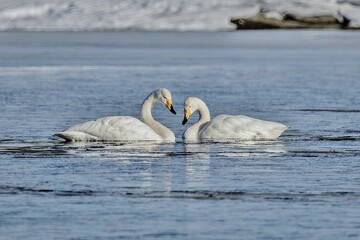 white swans on the lake