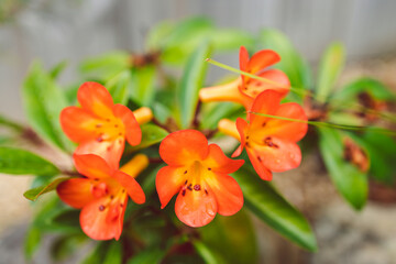 close-up of orange vireya rhododendron plant with coral flowers