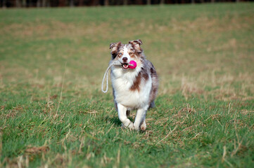 Red Merle Australian Shepherd rennt mit Ball über eine Wiese