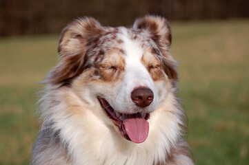 Red Merle Australian Shepherd Portrait