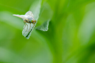 Fly with beautiful eyes on a leaf