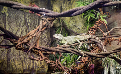 Bearded dragon (“Pogpna”) on a branch