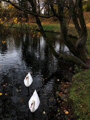 Swans on the water in the autumn park