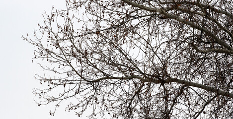 branches of an eucalyptus tree against the sky. cloudy day. panoramic view
