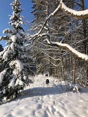 Large snowdrifts in the forest