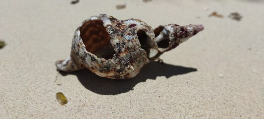 Beautiful shell on white sand. Good tropical beach near the ocean in the Dominican Republic....