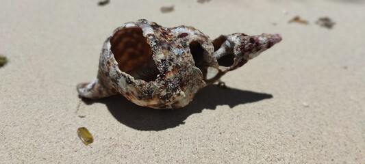 Beautiful shell on white sand. Good tropical beach near the ocean in the Dominican Republic. Wonderful landscape, great sunny weather