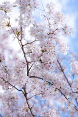 Cherry Blossom