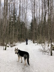 Eastern European Shepherd puppy with big eyes. Looking at the camera