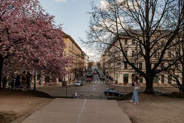 Różowe zakwitnięte drzewa w Centrum Pragi © rozentuzjazmowany