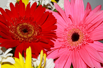 Pink and red gerbera in a bouquet accompanied by white daisies.