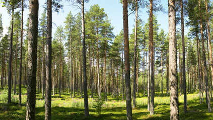 Pine trees in light forest
