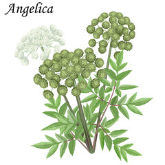 Angelica archangelica, plant with white flowers, green leaves and fruits, vector illustration.