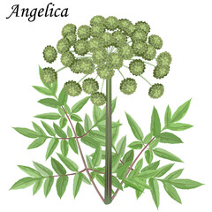 Garden angelica with green leaves and fruits, vector illustration.