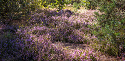 Naklejka na ściany i meble Glades of blooming heather in the forest.