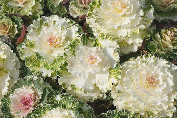 Hydrangea plant closeup as background