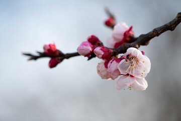 Fiori di albicocco