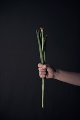 Female hands holding a sluggish flower. grey background. Leaves in hands. concept of aging