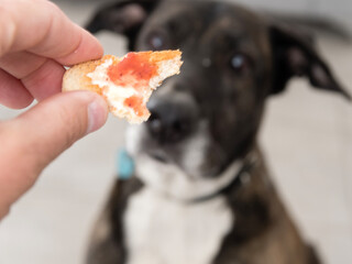 Maitre donnant une tartine &agrave; son chien