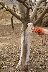 Girl whitewashing a tree trunk in a spring garden. Whitewash of spring trees, protection from insects and pests.