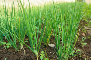 Fototapeta na wymiar green onions growing in the garden.