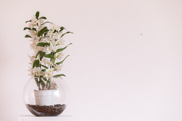 Beautiful Orchid with white wall background and natural light