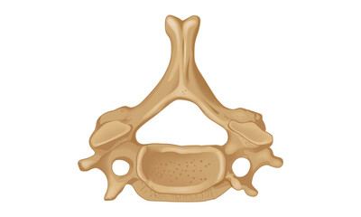 Sixth cervical vertebra. Wiew from above. Human anatomy atlas