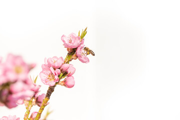 flying honey bee collecting pollen in spring season on a peach blossom