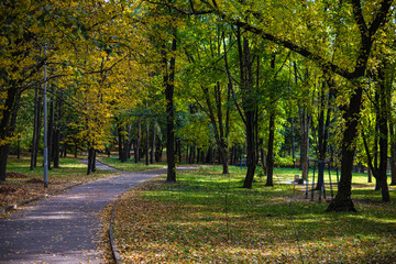 Fototapeta premium autumn beautiful yellow and orange leaves, urban autumn park
